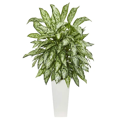 3.5ft. Silver Queen Plant in White Tower Planter