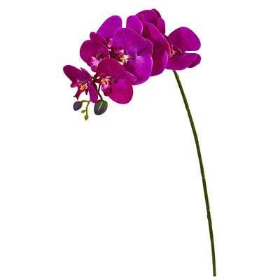 Purple Moth Orchid Stem, 6ct.