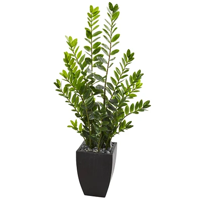 5ft. ZZ Plant in Black Planter