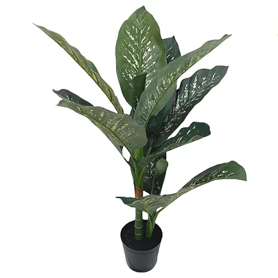 3ft. Potted Green Dieffenbachia Plant by Ashland®