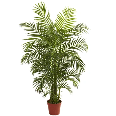 4.5ft. Potted Areca Palm