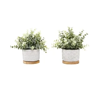 Flora Bunda® 7.5" Eucalyptus & Tea Leaf Plant in Cement Pot with Wood Base, 2ct.