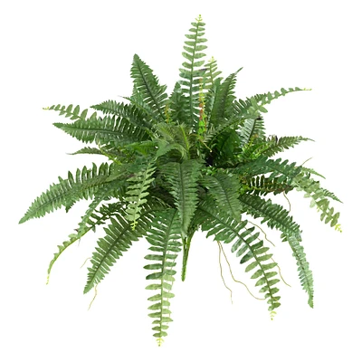 15" Boston Fern, 2ct.