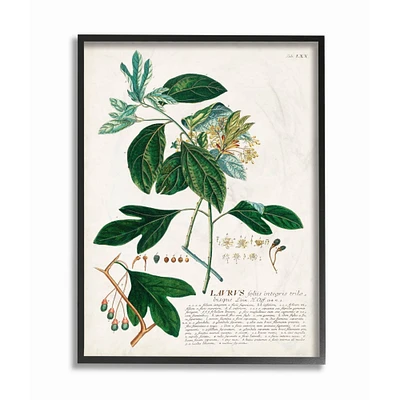 Stupell Industries Botanical Green Plant Illustration Black Framed Wall Art