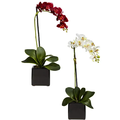 20" Red & White Orchid Arrangement in Black Vase Set
