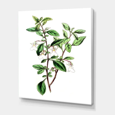 Designart - Vintage Green Leaves Plants VII