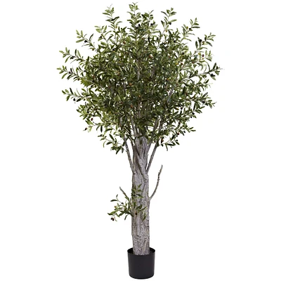 6ft. Potted Olive Tree