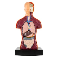 Toy Time Human Anatomy Model for Laboratory Learning