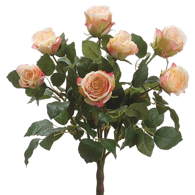 Cream & Pink Ecuador Rose Bush