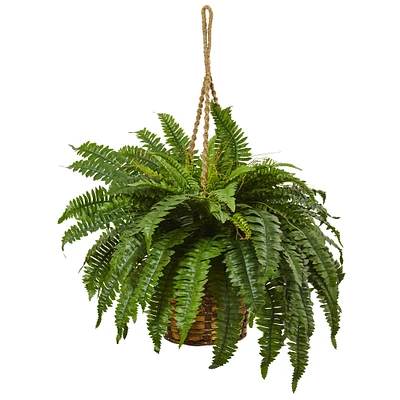 29" Boston Fern in Hanging Basket