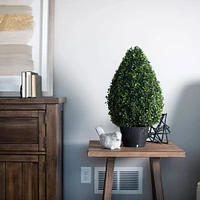 2ft. Potted Boxwood Teardrop Shaped Bush