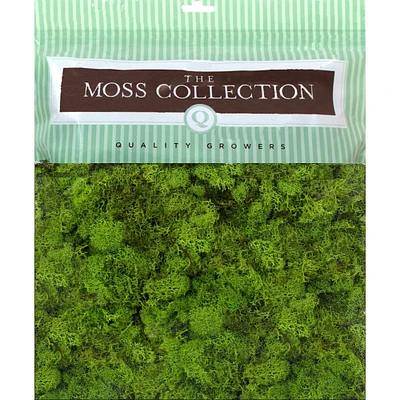 Quality Growers Chartreuse Reindeer Moss