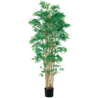 6 Pack: 6ft. Japanese Bamboo Tree