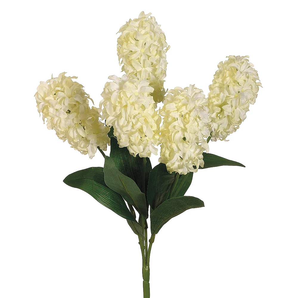 Cream Hyacinth Bush