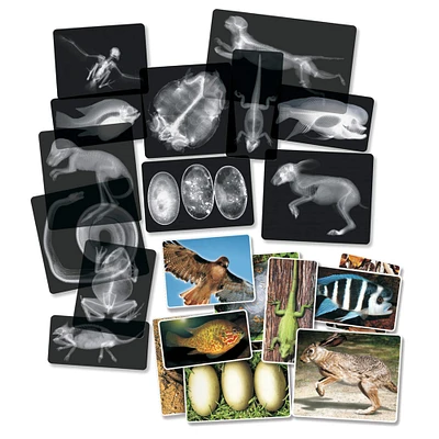 Roylco® Animal X-Ray Set, Pack of 14