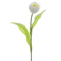 White Tulip Stem