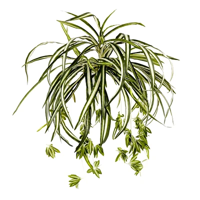 Variegated Spider Bush Classic Greenery Collection by Ashland®