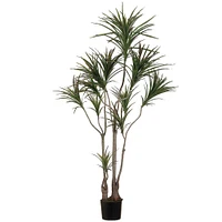 6 Pack: 6ft. Outdoor Dracaena Marginata Tree