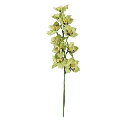 Green & Burgundy Cymbidium Orchid Stem
