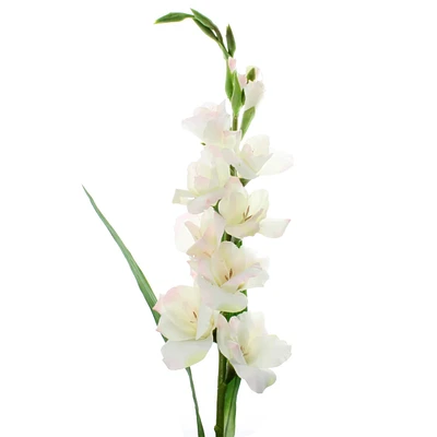 White Gladiolus Stem by Ashland®