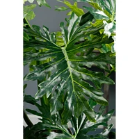 5 Ft. Plume Split Leaf Plant