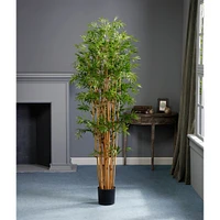 6 Pack: 6ft. Japanese Bamboo Tree