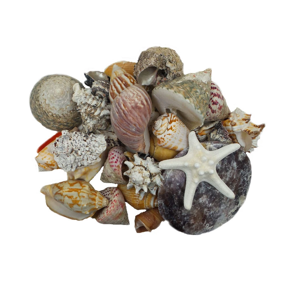 12 Pack: U.S. Shell Dark Shell Mix with Starfish Gift Pack