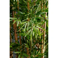 6 Pack: 6ft. Japanese Bamboo Tree