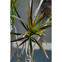 6 Pack: 6ft. Outdoor Dracaena Marginata Tree