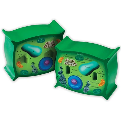 Learning Resources® Cross-Section Plant Cell Model