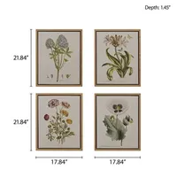 Martha Stewart Herbal Botany Botanical Illustration 4-pc. Wall Art Sets