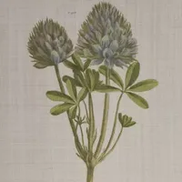 Martha Stewart Herbal Botany Botanical Illustration 4-pc. Wall Art Sets