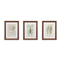 Martha Stewart Lady Fern Collection Botanical Illustration 3-pc. Wall Art Sets