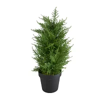 Northlight 2ft Real Touch™ Cedar Pine Petite Arborvitae In Round Pot Artificial Tree