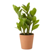 Linden Street 16" Zz Artificial Plant