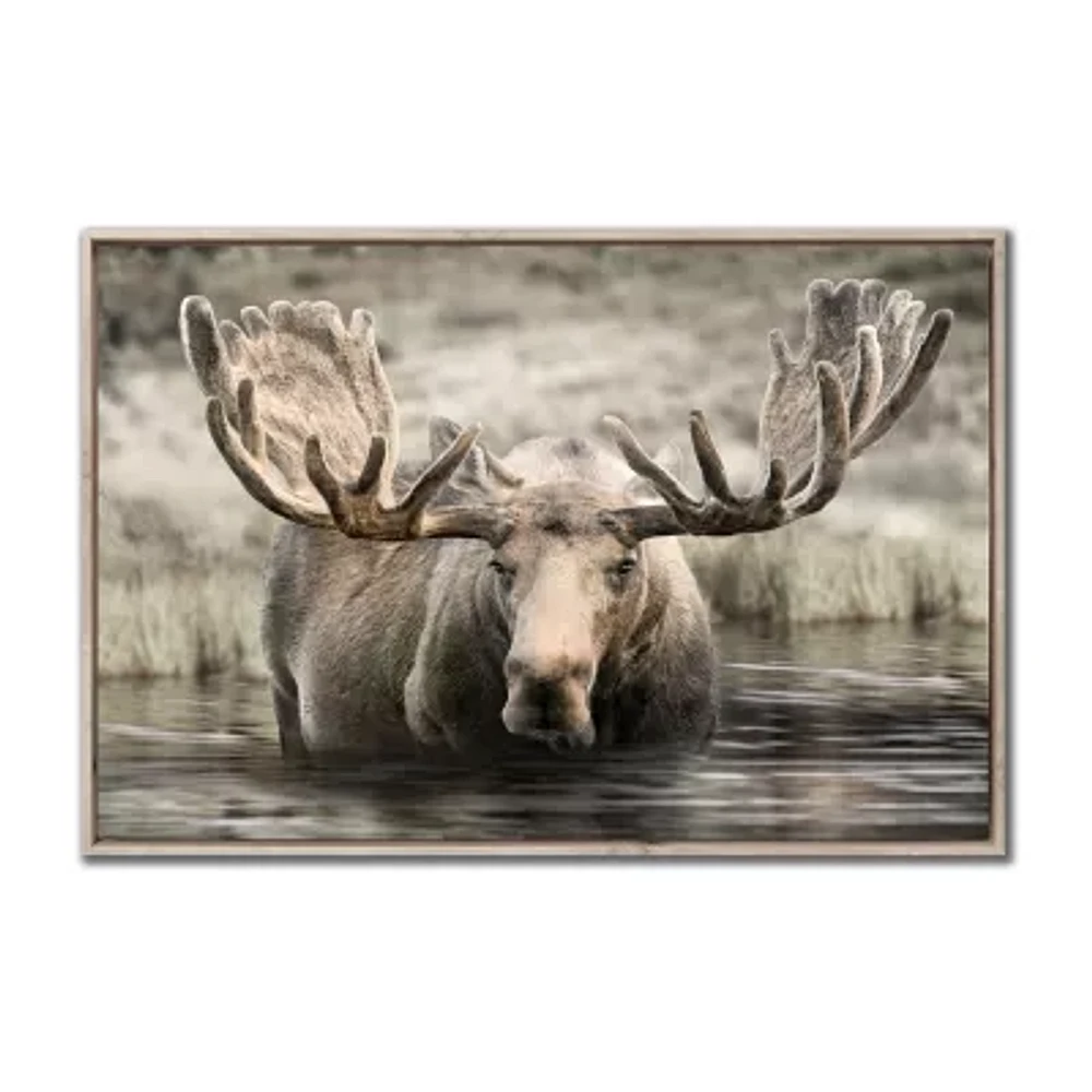 Streamline Art Moose Hot Springs Framed Canvas Art