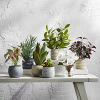 Linden Street 6in Mixed Succulent Artificial Plant