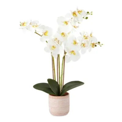 Linden Street "19"" Potted Orchid" Floral Arrangement