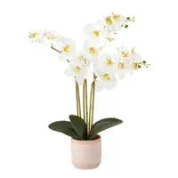 Linden Street 19" Potted Orchid Floral Arrangement