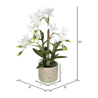 Vickerman 19" Cycnoches Orchid In Pot Floral Arrangement