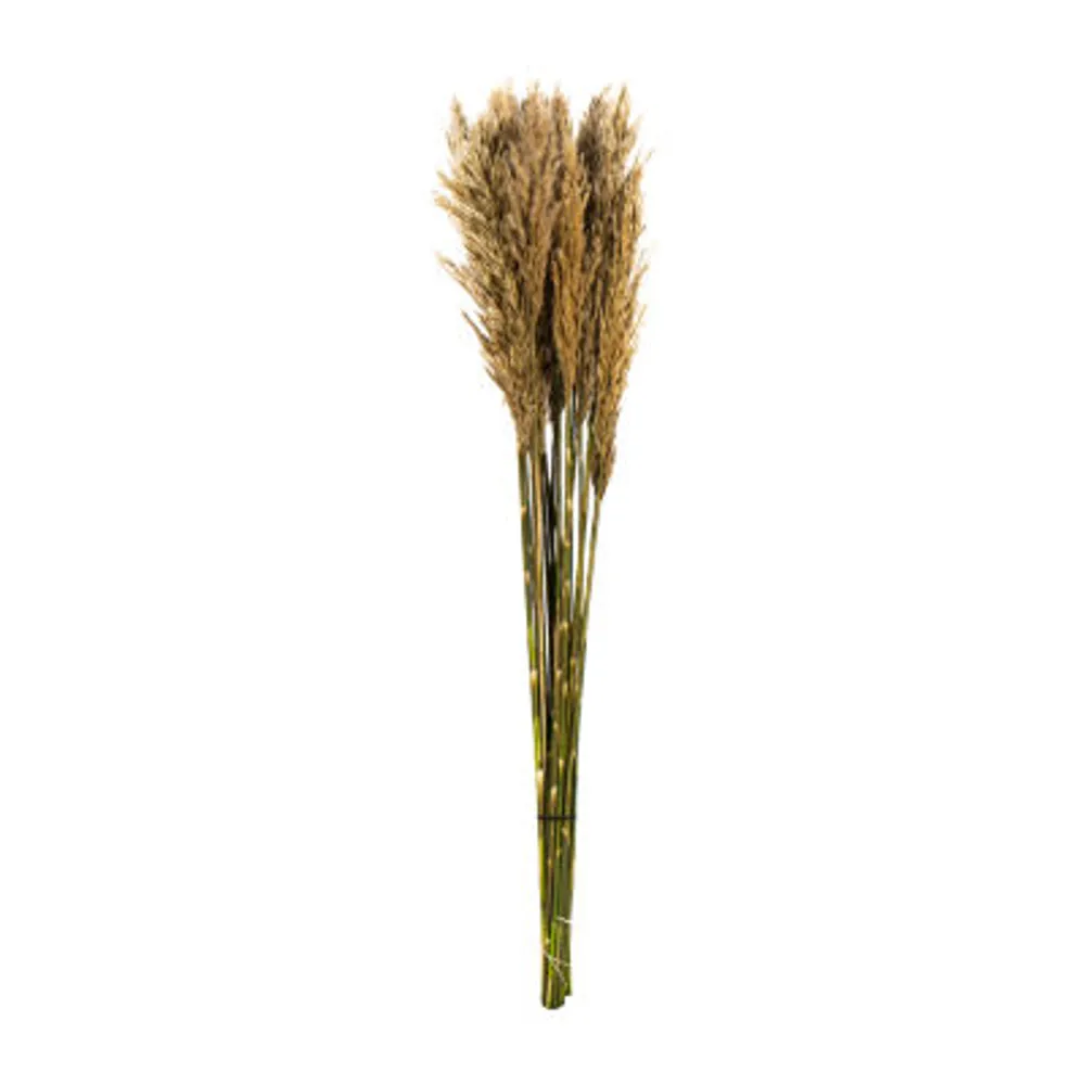 Vickerman 36" Plume Reed 15-pc. Vase Filler