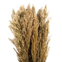 Vickerman 36" Plume Reed 15-pc. Vase Filler