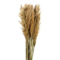 Vickerman 36" Plume Reed 15-pc. Vase Filler