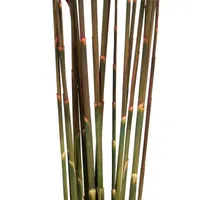 Vickerman 36" Plume Reed 15-pc. Vase Filler