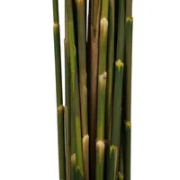 Vickerman "36"" Gold Plume Reed" 15-pc. Vase Filler