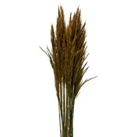 Vickerman 36" Gold Plume Reed 15-pc. Vase Filler