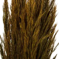 Vickerman "36"" Gold Plume Reed" 15-pc. Vase Filler