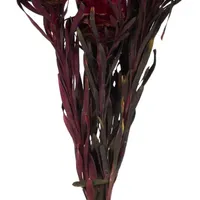 Vickerman 8-20" Merlot Plumosum 8-pc. Vase Filler