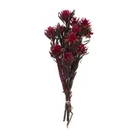 Vickerman 8-20" Merlot Plumosum 8-pc. Vase Filler