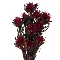 Vickerman 8-20" Merlot Plumosum 8-pc. Vase Filler